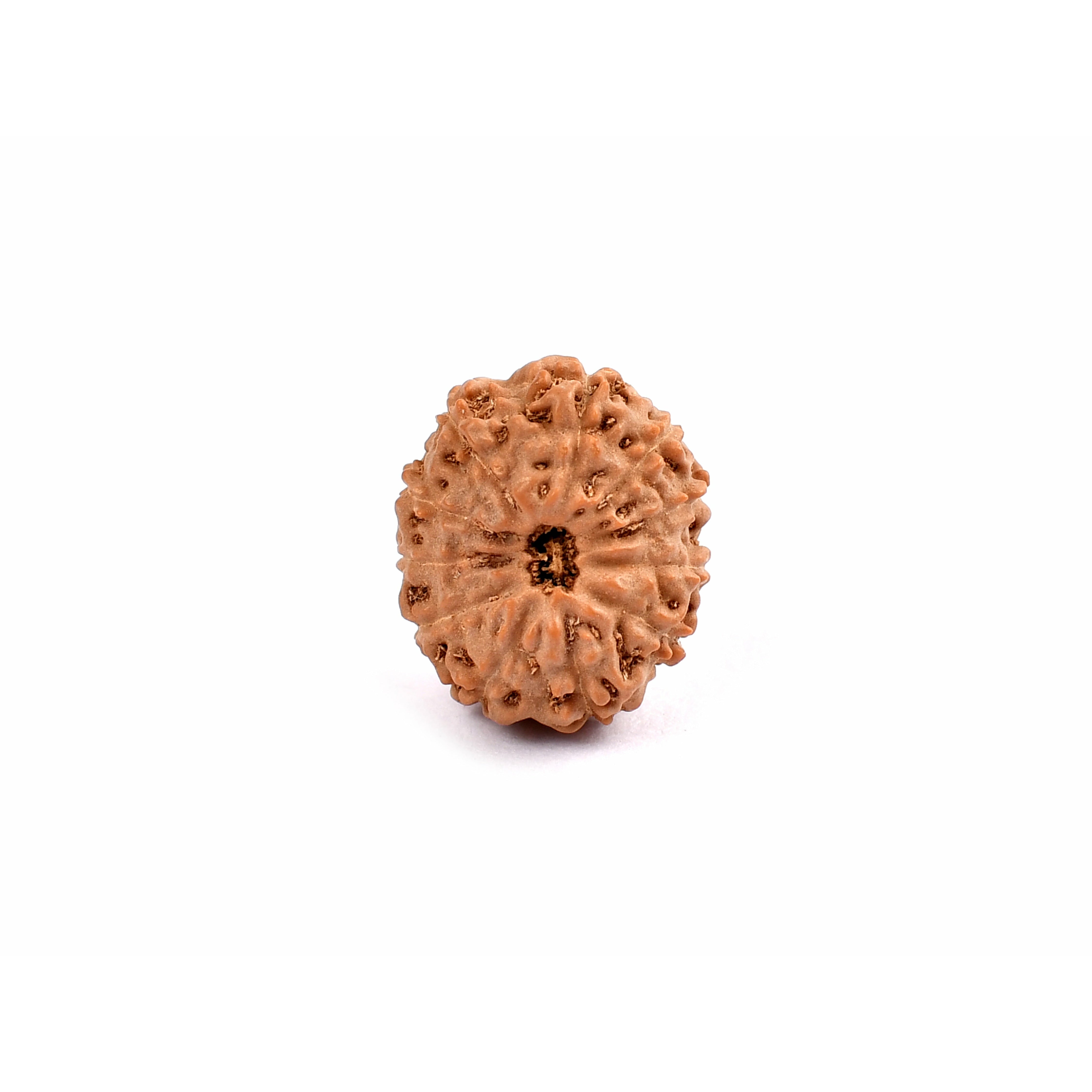 11 ojos Rudraksha_Java